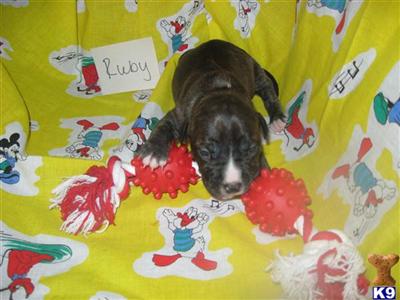 American Staffordshire Terrier Puppies for Sale